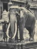 Eléphants du Siam puis de Thaïlande (1890 - 1970)