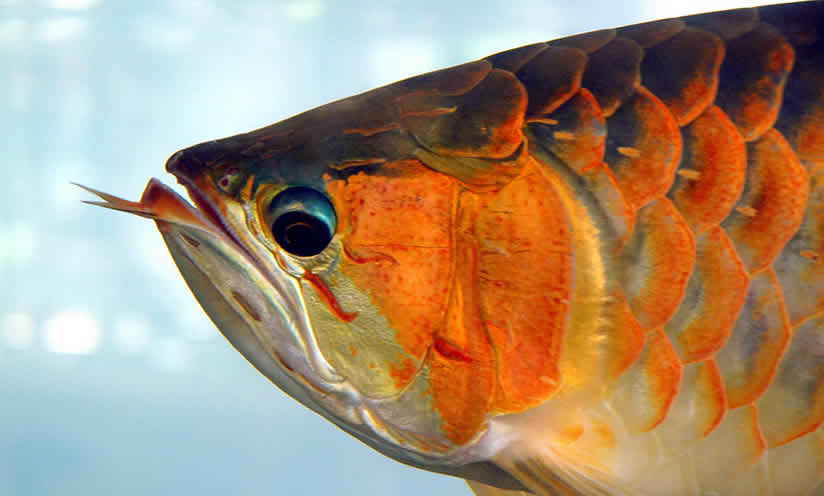 Marché aux poissons d'aquarium