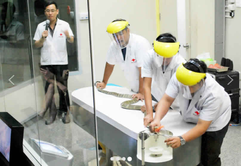 Institut Mémorial de la Reine Saovabha : extraction du venin