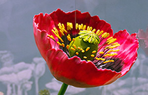 House of Opium Museum