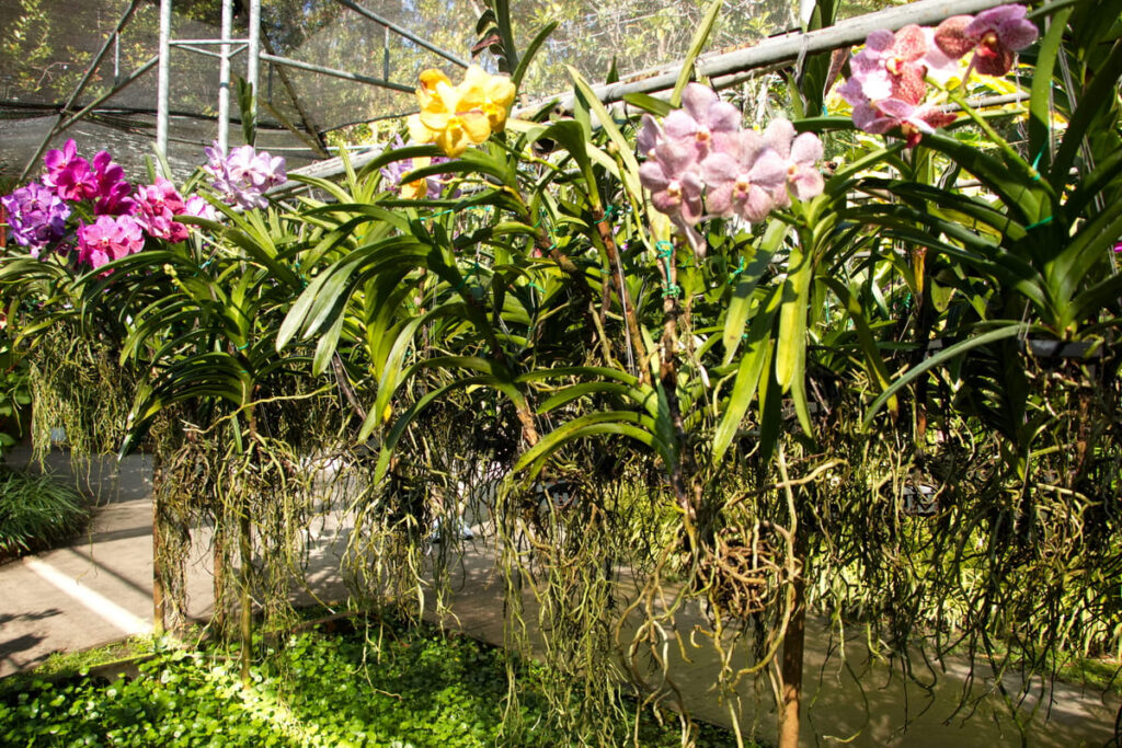 Le jardin d'Orchidées de Chiang Mai