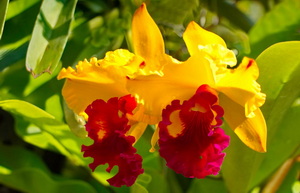 Le jardin d'orchidées de Chiang Mai